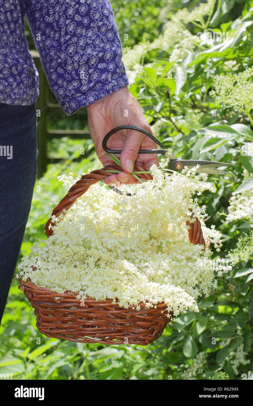 Sambucus nigra. Siepe elderflowers essendo raccolti in un cestello trug in estate, REGNO UNITO Foto Stock