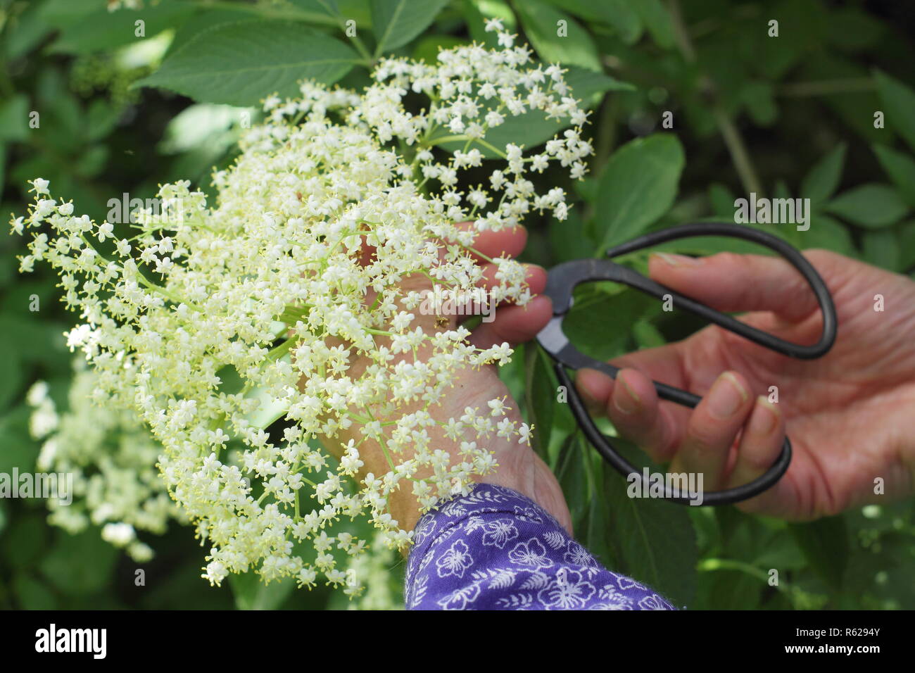 Sambucus nigra. Lâ Elderflower raccolta da una siepe nella campagna inglese, estate, REGNO UNITO Foto Stock