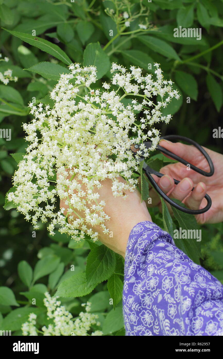 Sambucus nigra. Lâ Elderflower raccolta da una siepe nella campagna inglese, estate, REGNO UNITO Foto Stock