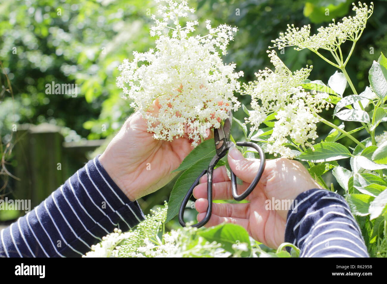 Sambucus nigra. Lâ Elderflower raccolta da una siepe nella campagna inglese, estate, REGNO UNITO Foto Stock