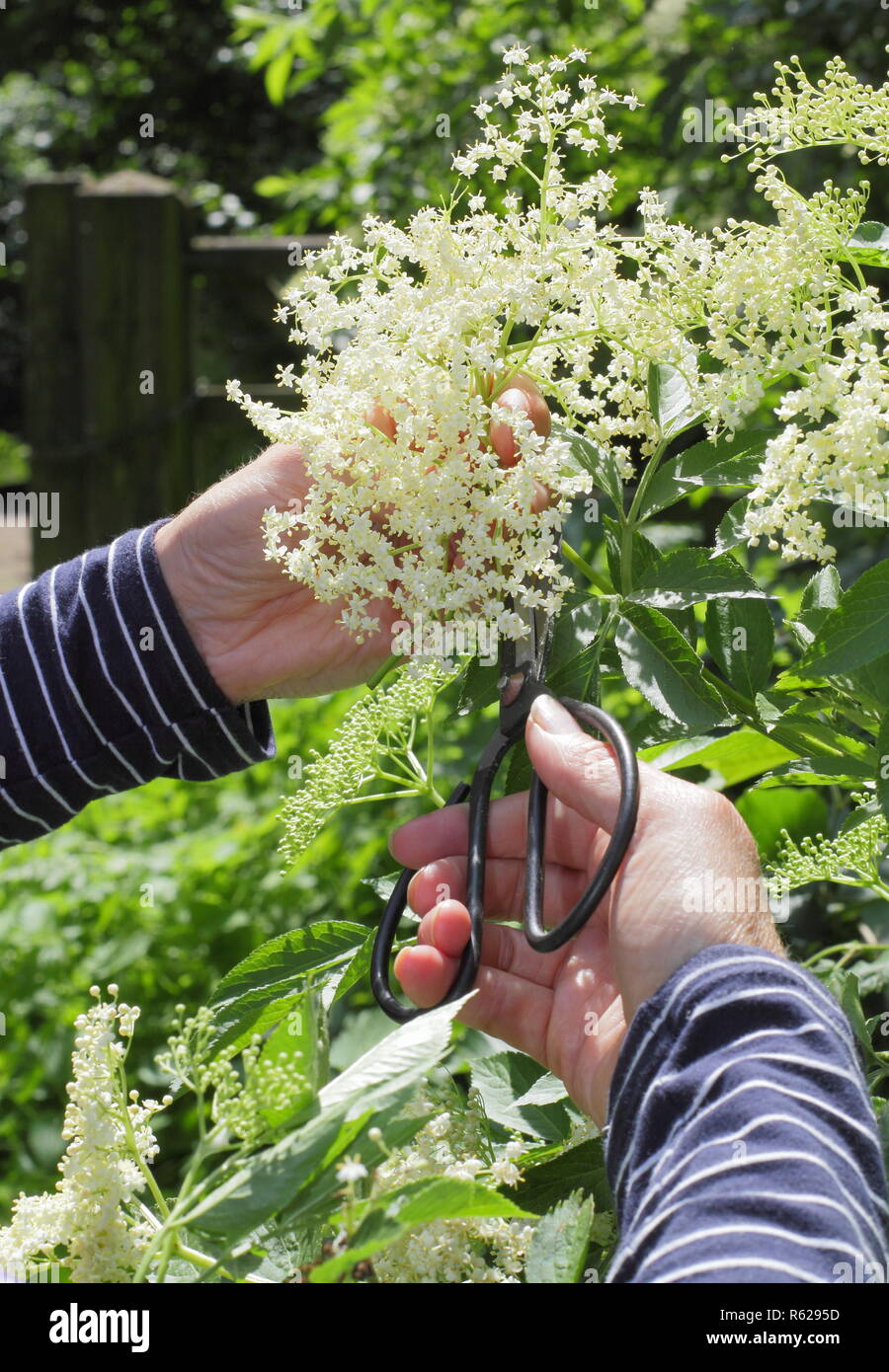 Sambucus nigra. Lâ Elderflower raccolta da una siepe nella campagna inglese, estate, REGNO UNITO Foto Stock
