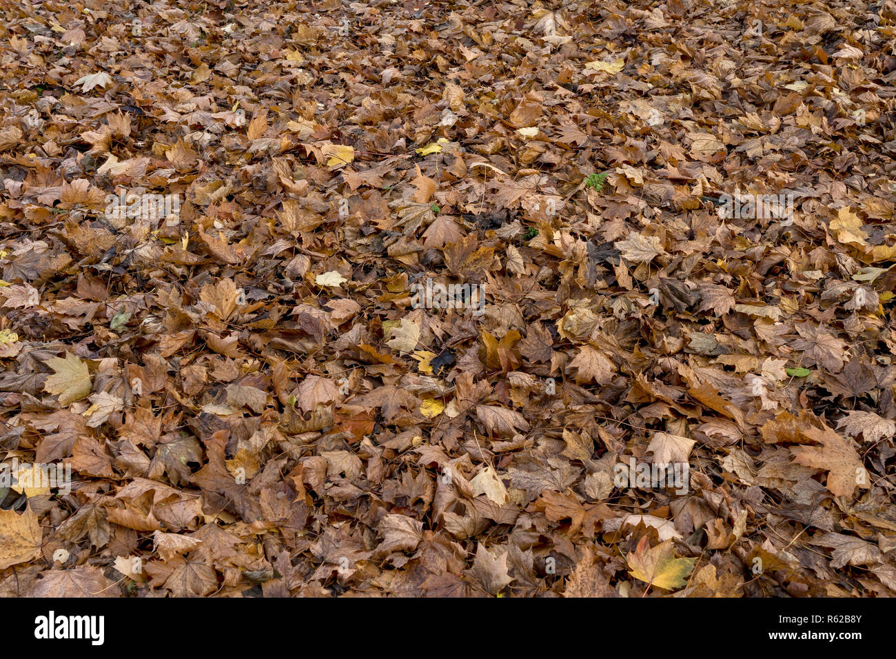 Caduto Foglie di autunno in un parco a Chester Regno Unito Foto Stock