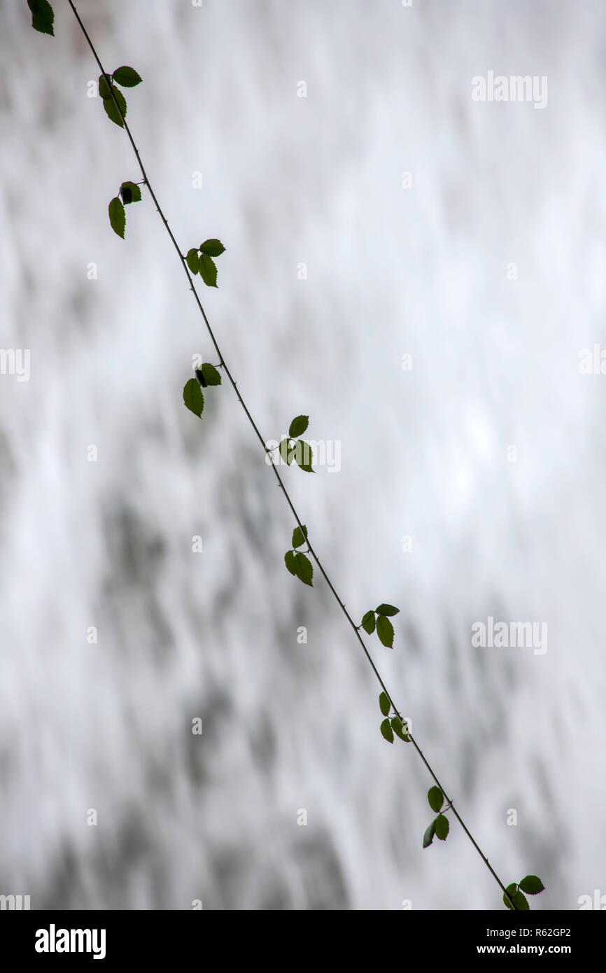 Tenero ramoscello di una pianta con foglie verdi su sfondo bianco di caduta in acqua di una cascata. La Grecia Foto Stock