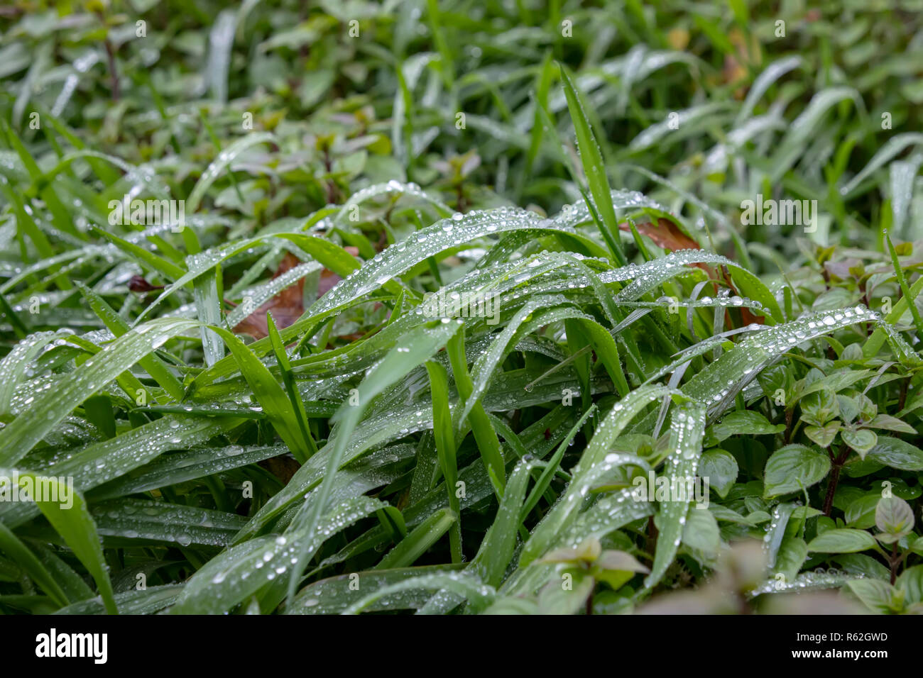 Fresco di erba verde coperta con gocce di rugiada vicino. La Grecia Foto Stock