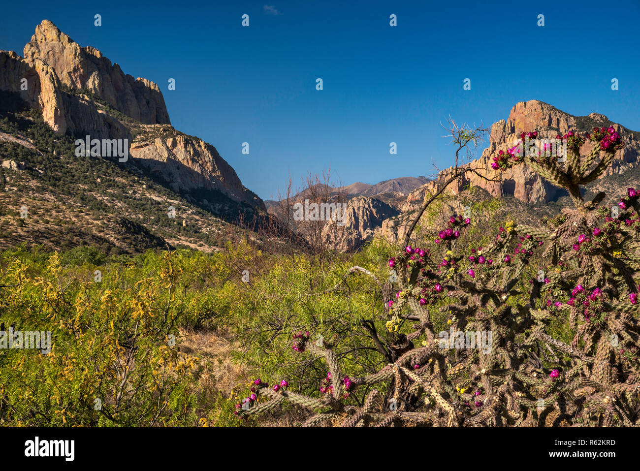 Buckhorn cholla cactus in fiore, Cattedrale Rock sulla sinistra, grotta Creek Canyon in distanza, Chiricahua Montagne, Vista vicino a portale, Arizona, Stati Uniti d'America Foto Stock