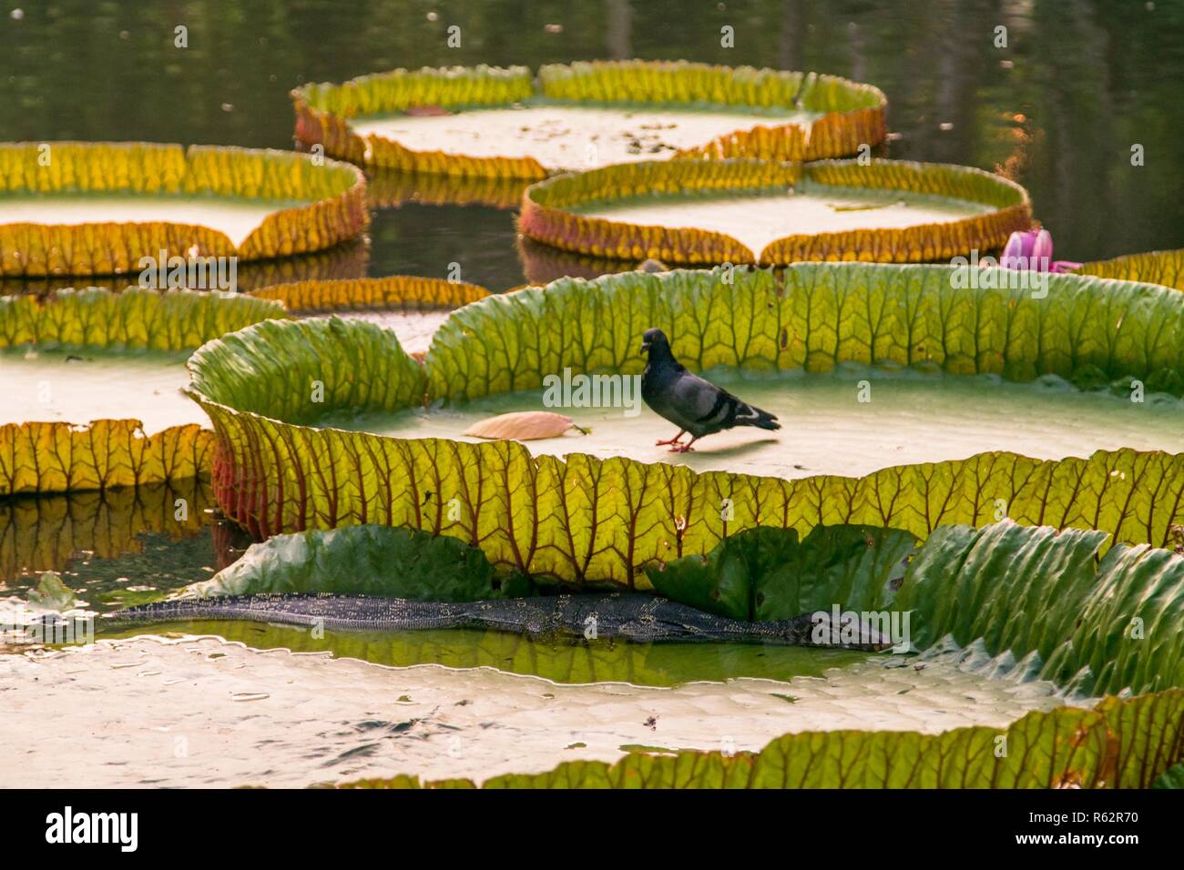 Pigeon non è consapevole del pericolo dal rettile dall'altra acqua giglio Foglia Foto Stock