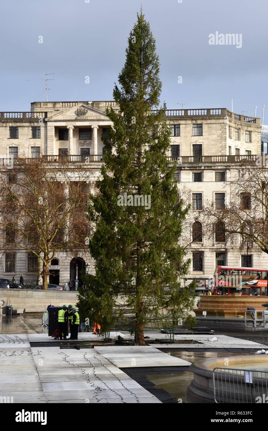 Londra, Regno Unito. 3 dicembre, 2018. Il Trafalgar Square albero di Natale è stata eretta oggi. Annualmente un dono al popolo di Gran Bretagna dalla città di Oslo come segno di riconoscenza per il sostegno britannico durante la Seconda Guerra Mondiale.Trafalgar Square,London.UK Credit: Michael melia/Alamy Live News Foto Stock