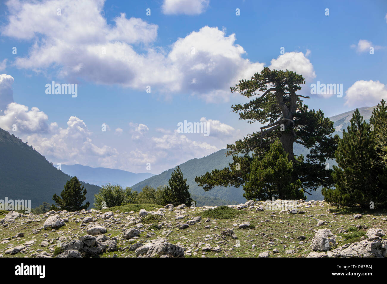 Così chiamato Giardino degli dèi nel Parco Nazionale del Pollino, dove il Pino loricato, o Pinus Leucodermis vive, Basilicata , Italia Foto Stock