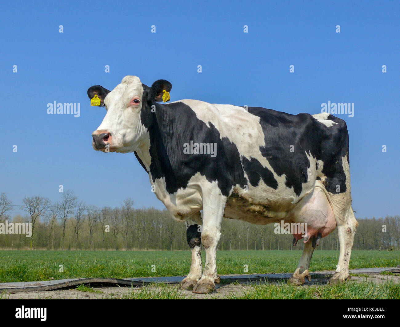In bianco e nero di vacca, razza bovina Holstein Frisia con grande piena mammelle, su un percorso in un prato con un cielo blu. Foto Stock