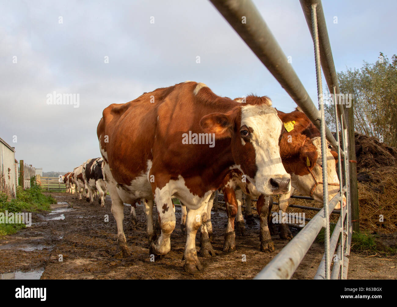 Un gregge, mandria di mucche, una di colore rosso e bianco mucca, accanto a una recinzione, razza bovina holstein, nei Paesi Bassi, in attesa nella parte anteriore di un cancello, vacche a piedi dal Foto Stock