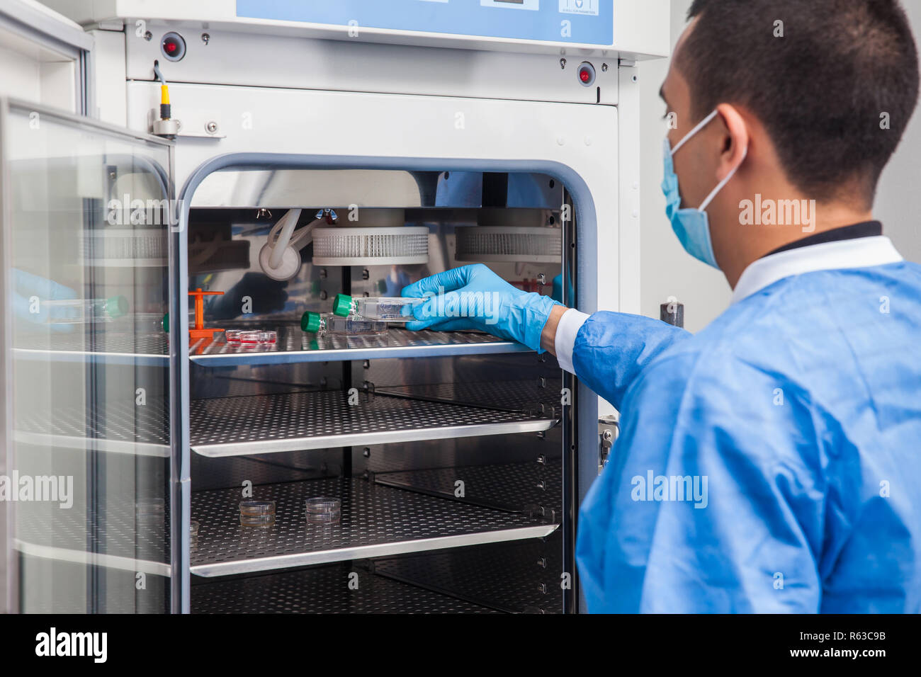 Giovane ricercatore del laboratorio di introdurre una cultura cellulare matraccio in un incubatore Foto Stock
