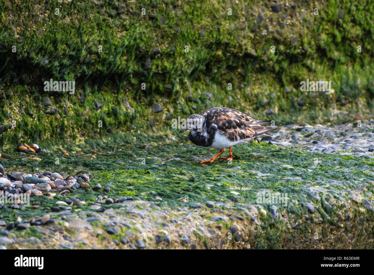 Voltapietre (Arenaria interpres) in non-allevamento piumaggio rovistando lungo la costa rocciosa. Foto Stock