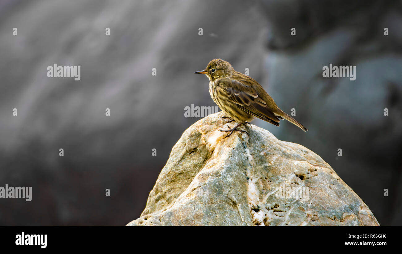 Adulto Pipits Rock (Anthus petrosus) in piedi su una roccia. Foto Stock