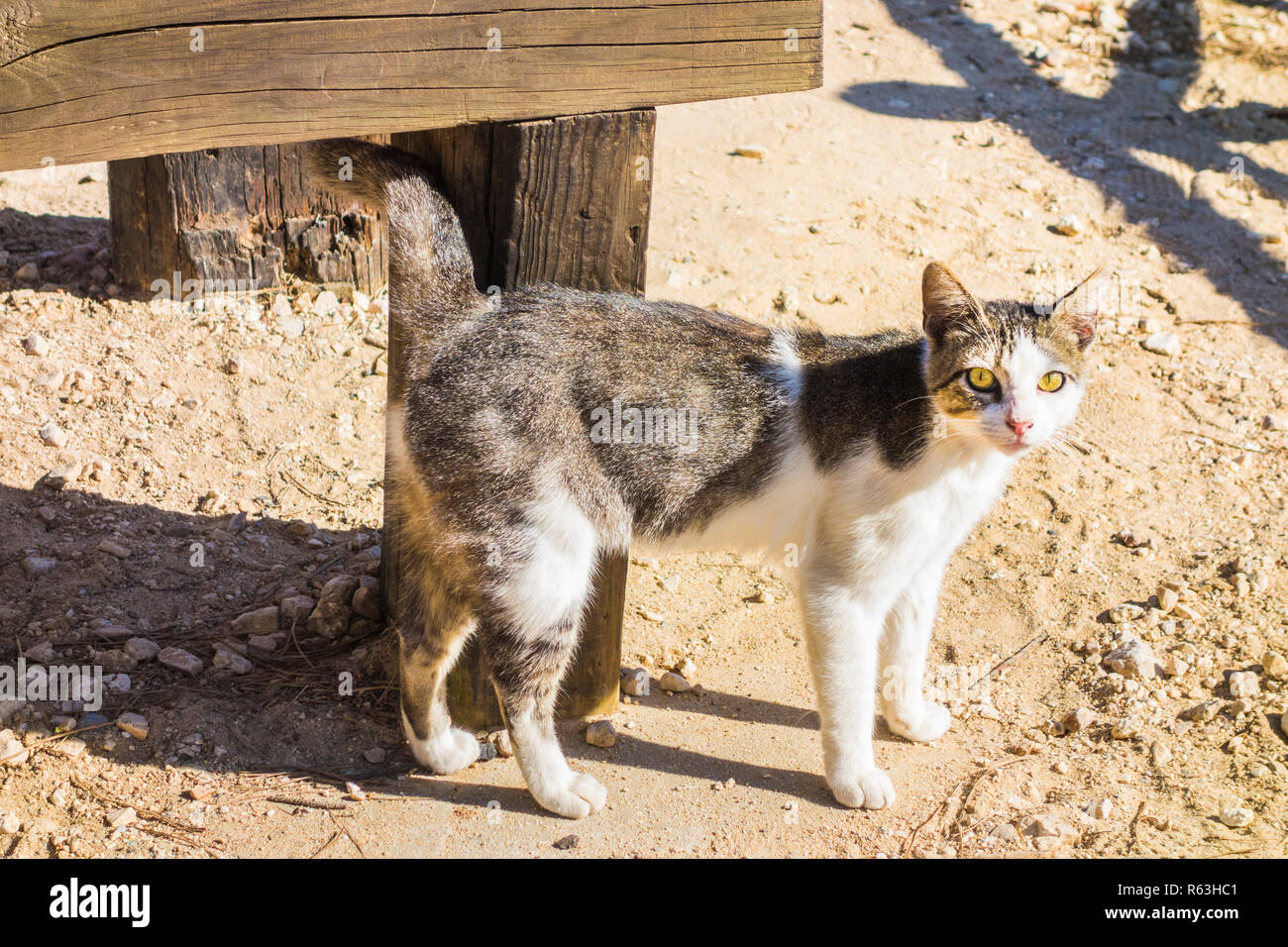 Gatto nella parte anteriore del capanno di pesca Foto Stock