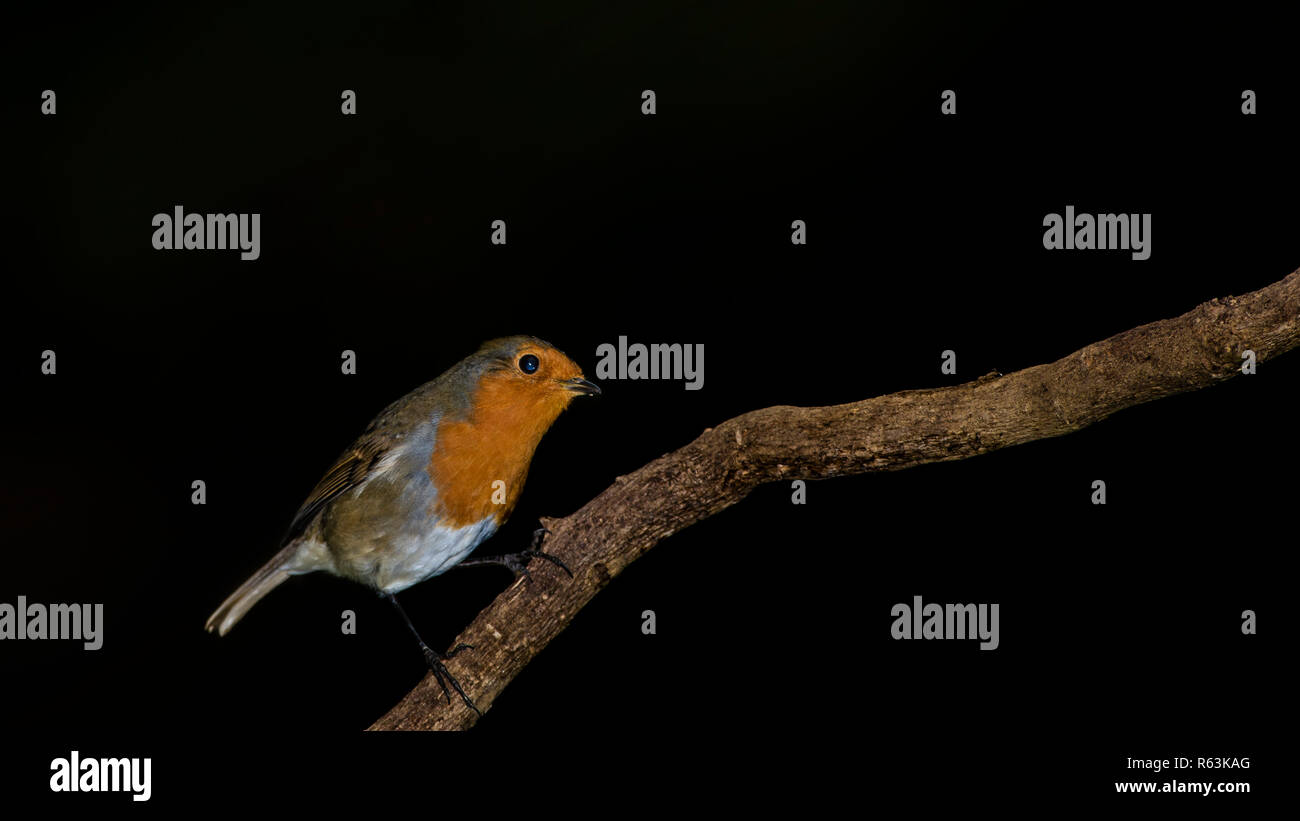 Unione robin (Erithacus rubecula), seduto sul ramo di albero a sfondo nero Foto Stock