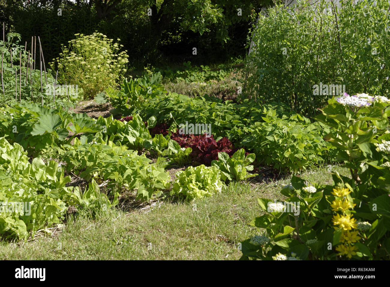 Coltivazione di verdure in giardino (insalate, fagiolini piselli supportato da canne, le piante di pomodoro, prezzemolo, piante di zucchine). Foto Stock