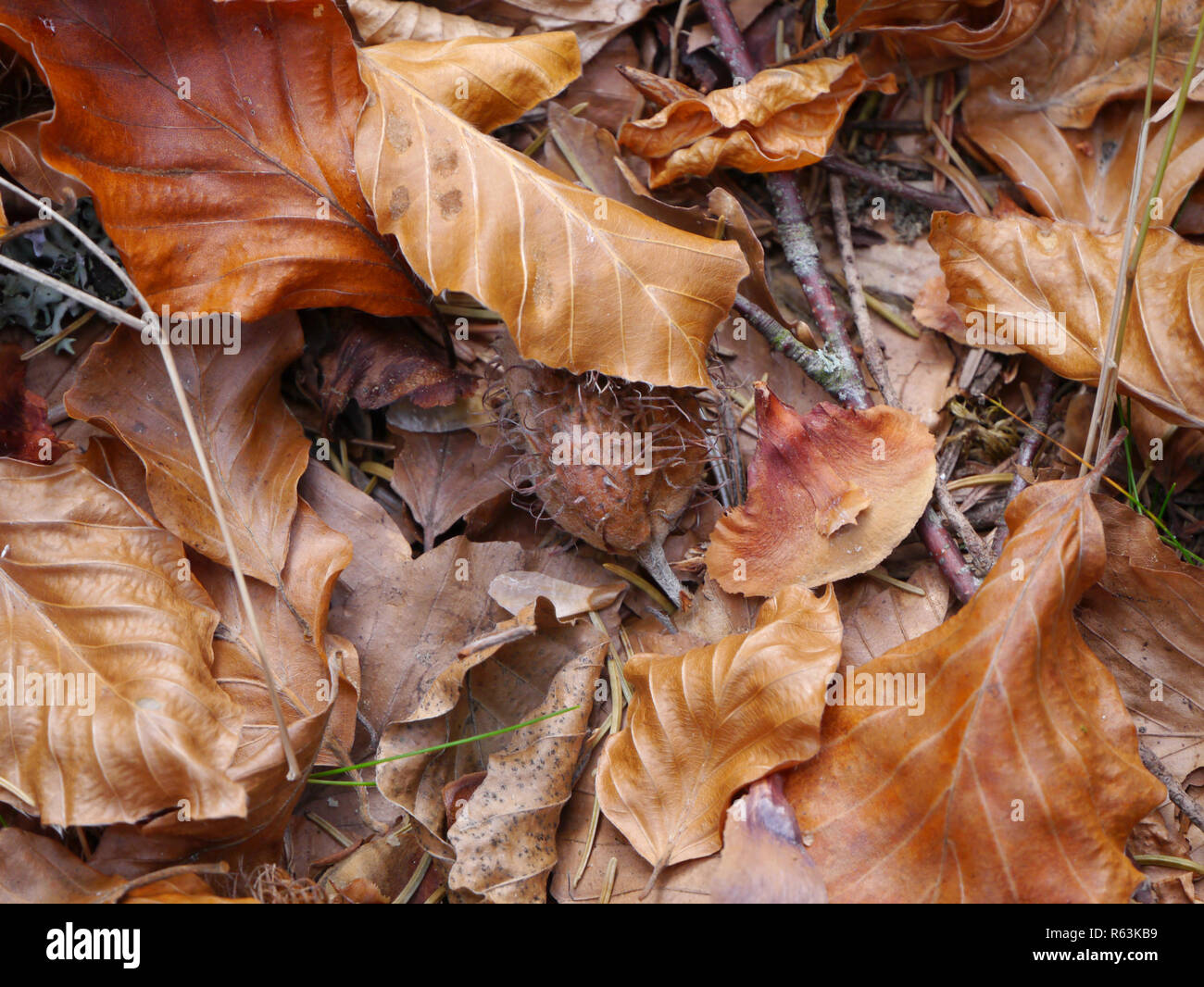 Foglie di faggio nei colori autunnali con beechnuts su woodground Foto Stock