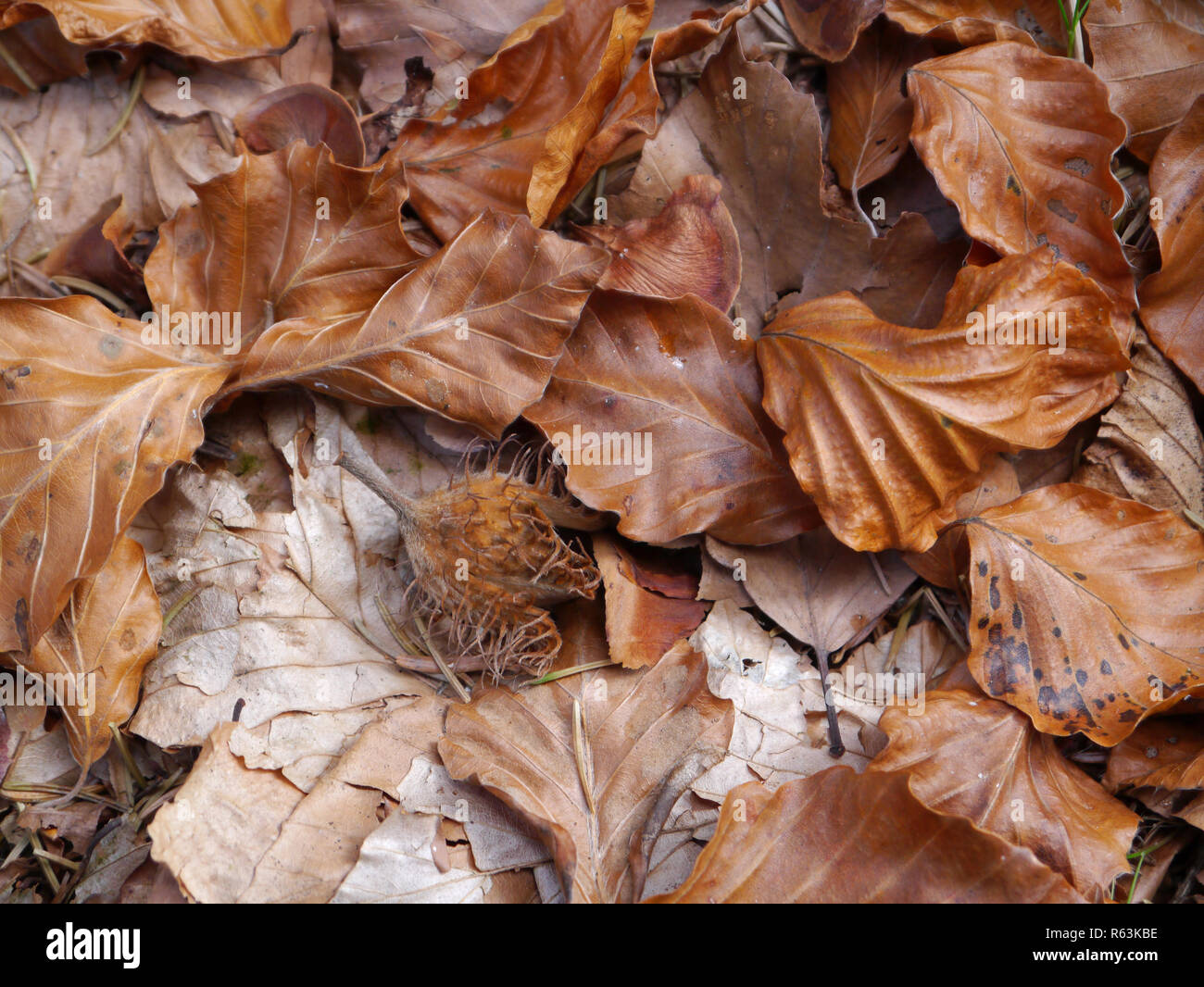 Foglie di faggio nei colori autunnali con beechnuts su woodground Foto Stock