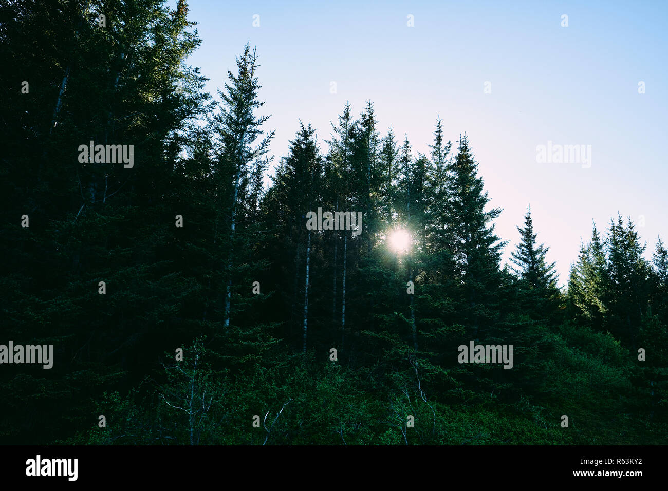 La luce del sole glinting attraverso gli alberi - natura del bosco di sfondo. Foto Stock