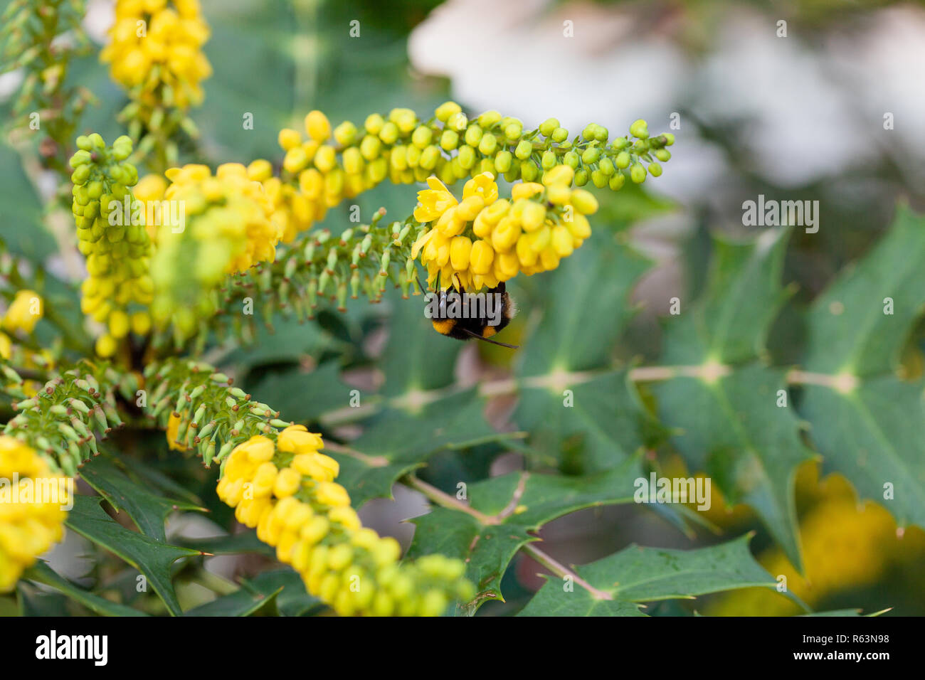 Ape su un impianto di mahonia in novembre, Clissold Park, Regno Unito, Stoke Newington, Londra Foto Stock