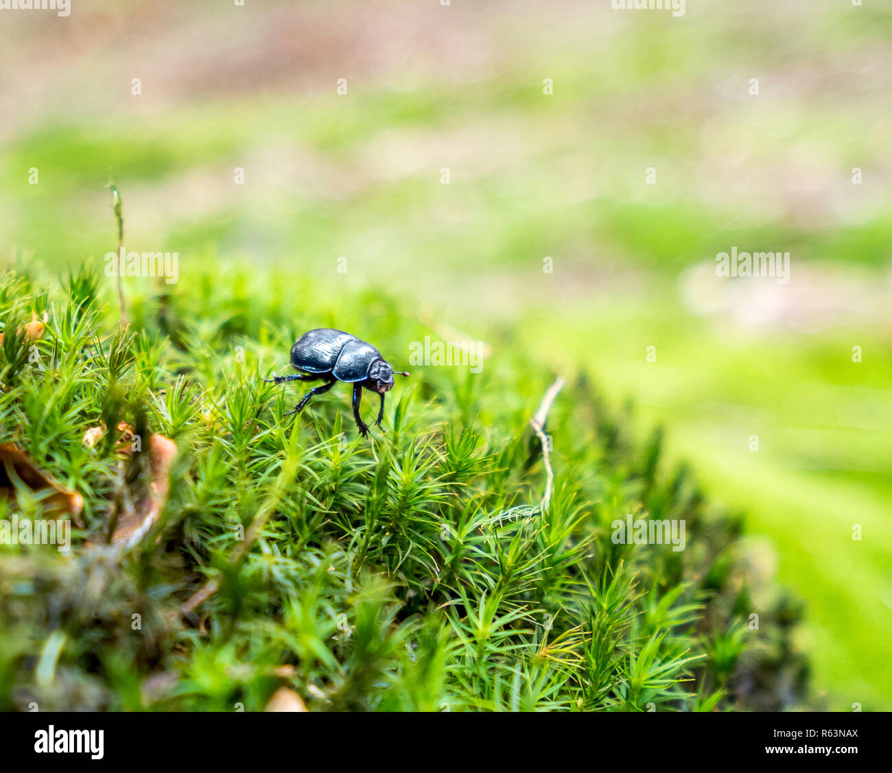 Forest dung beetle Foto Stock