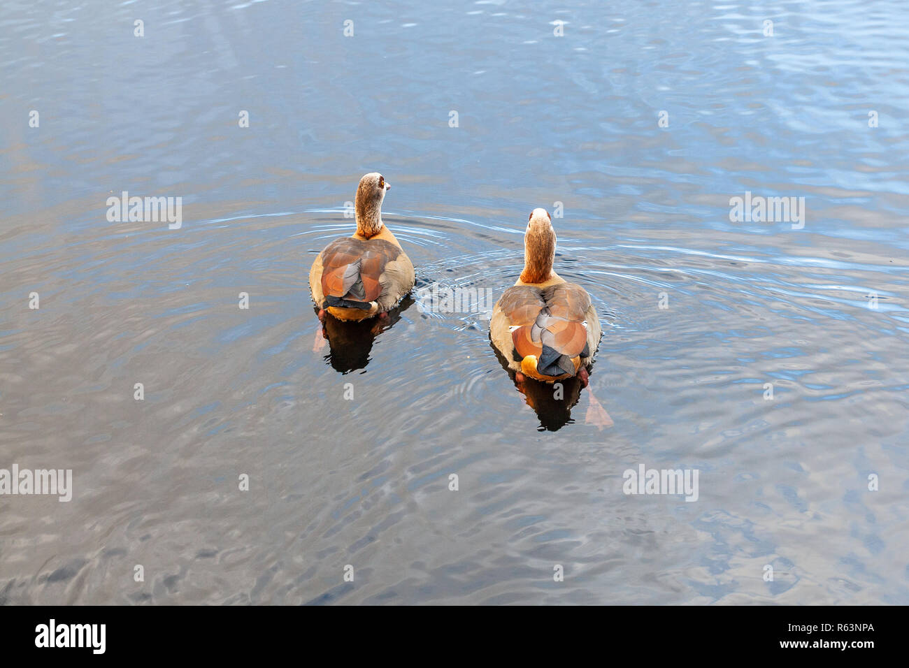 Due anatre sullo stagno in Clissold Park, Stoke Newington, a nord di Londra, Regno Unito, Hackney, Inghilterra Foto Stock