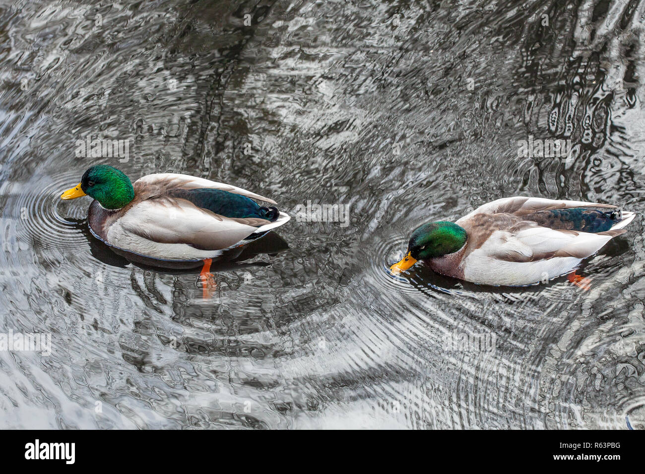 Due anatre sullo stagno in Clissold Park, Stoke Newington, a nord di Londra, Regno Unito, Hackney, Inghilterra Foto Stock