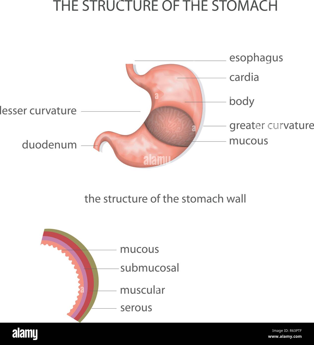 Illustrazione della struttura dello stomaco Illustrazione Vettoriale