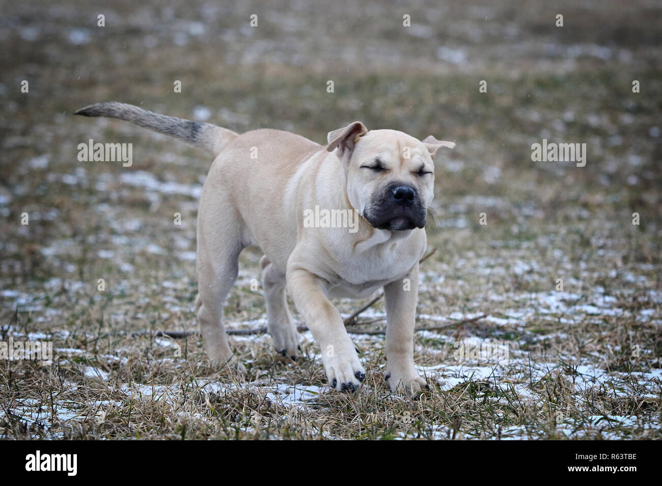 Bianco di tre mesi di età Ca de Bou (Mallorquin Mastiff) femmina cucciolo di cane per giocare all'aperto Foto Stock