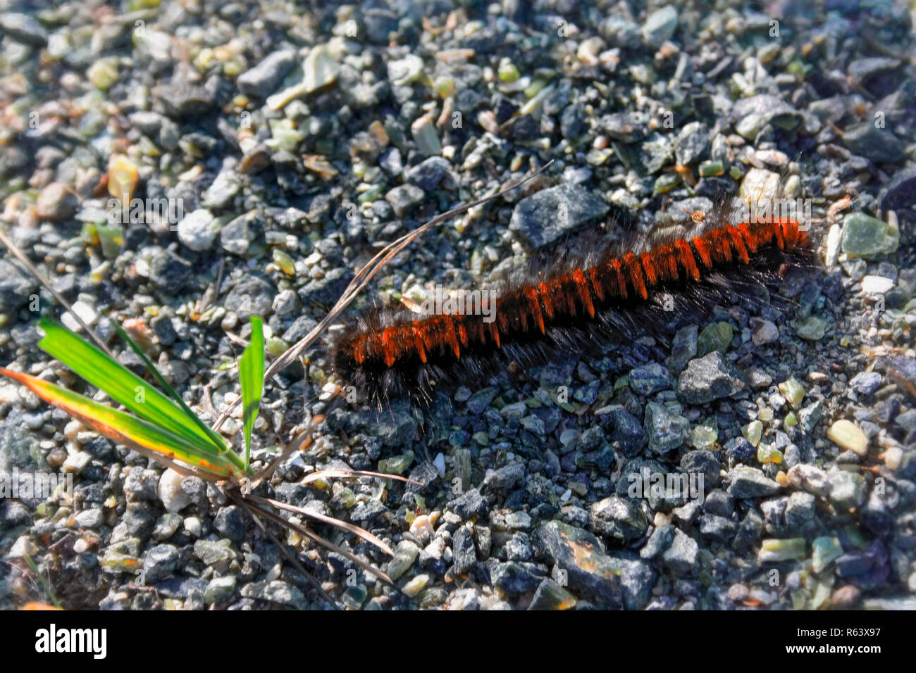 Arctia caja è una falena caterpillar dalla sottofamiglia femmina della famiglia Erebidae. Foto Stock