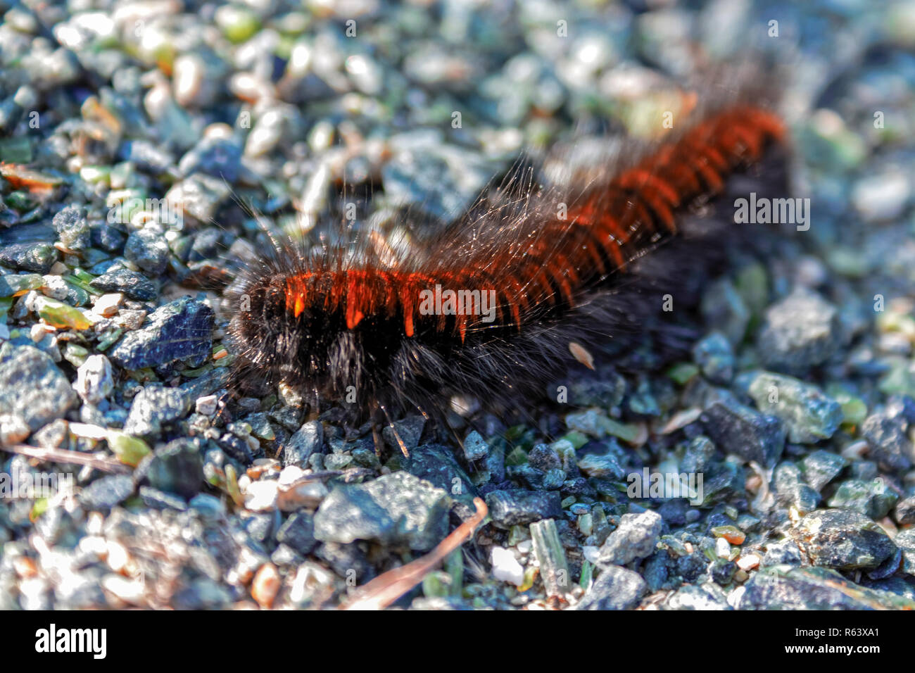 Arctia caja è una falena caterpillar dalla sottofamiglia femmina della famiglia Erebidae. Foto Stock