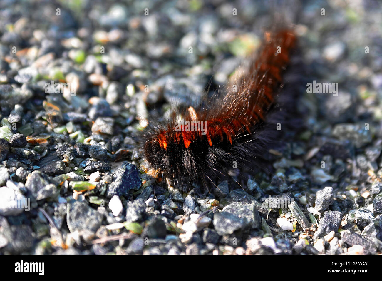 Arctia caja è una falena caterpillar dalla sottofamiglia femmina della famiglia Erebidae. Foto Stock