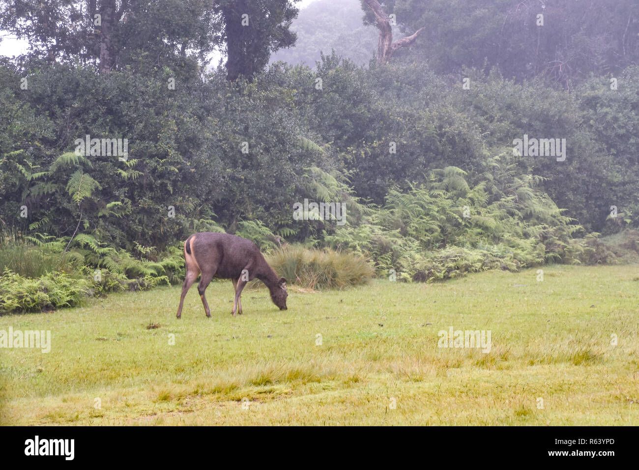 Hirsche im Horton Plains Nationalpark auf Sri Lanka Foto Stock