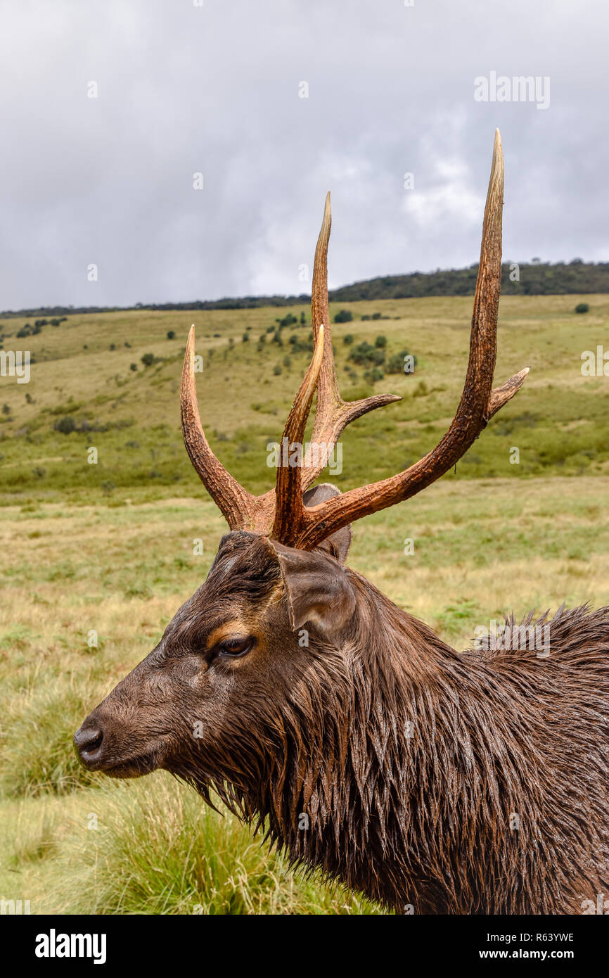 Hirsche im Horton Plains Nationalpark auf Sri Lanka Foto Stock