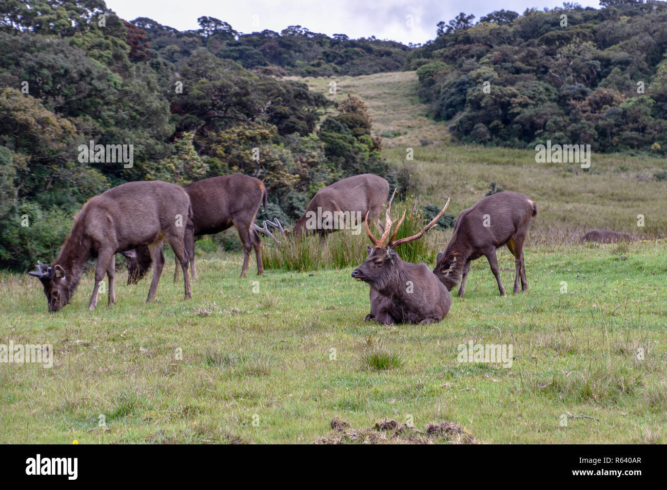 Hirsche im Horton Plains Nationalpark auf Sri Lanka Foto Stock