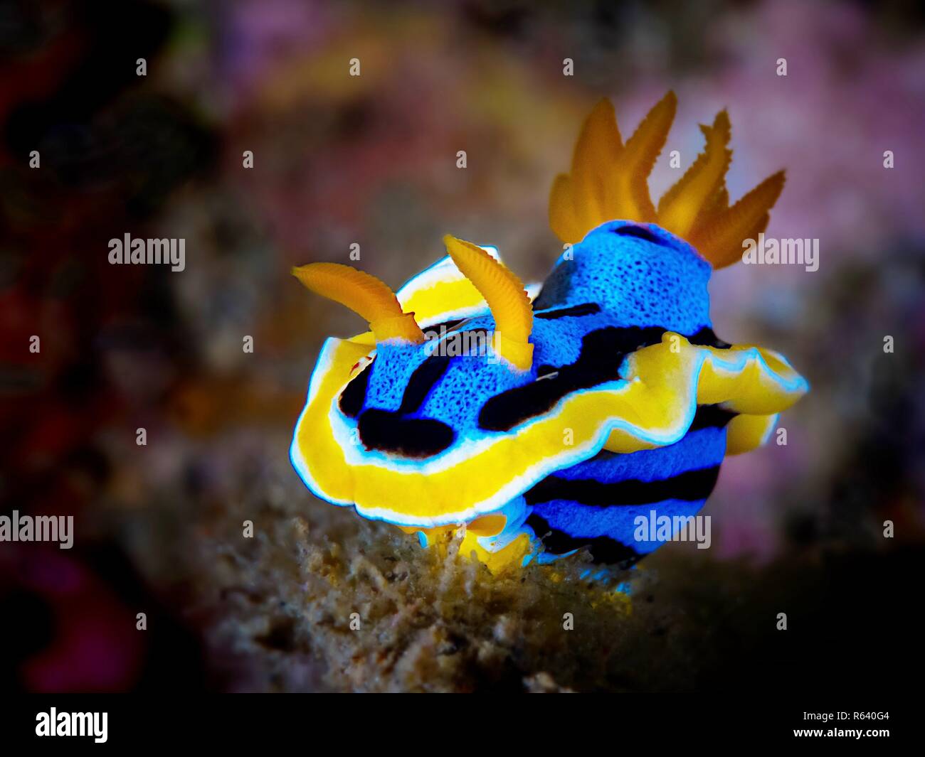Lembeh Indonesien Paradiso Macro. Foto Stock