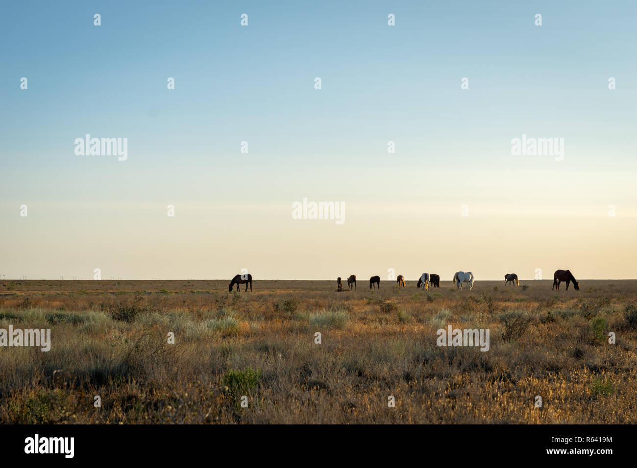 Cavalli selvaggi di sunrise nelle steppe del Kazakistan. Foto Stock