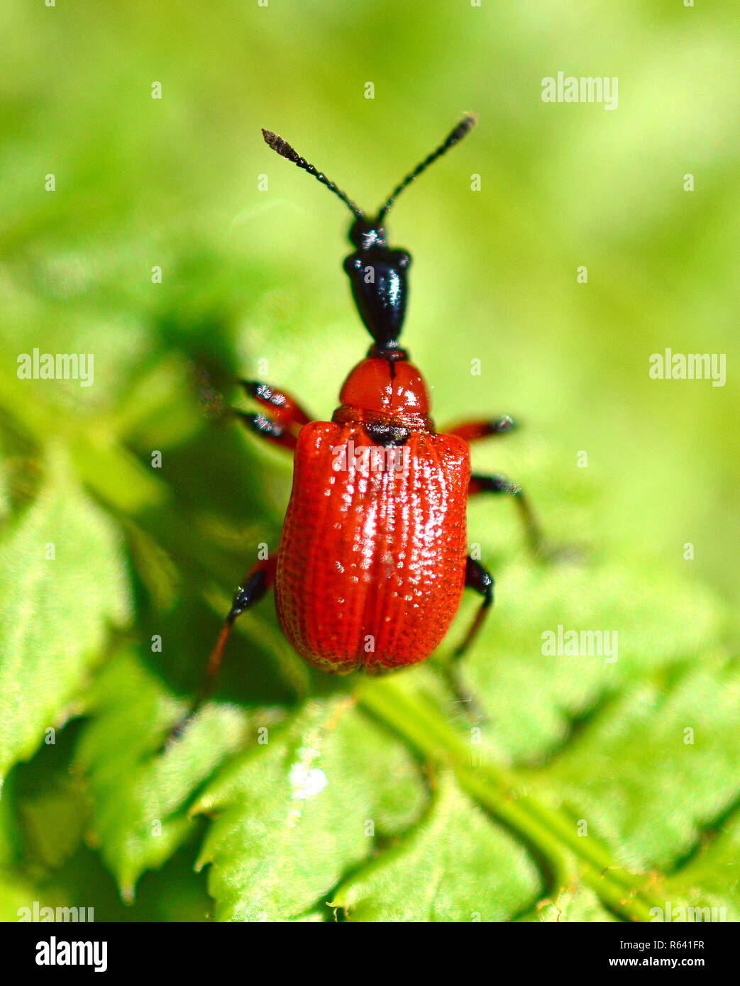 Hazel foglia-rullo - scarabeo o curculione Apoderus coryli. Guarda strano con la testa estesa Foto Stock