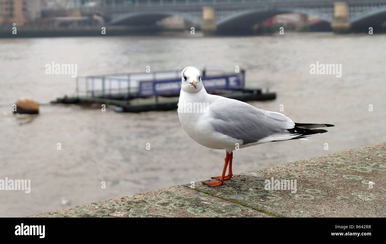 Un gabbiano permanente al muro di cemento, con il fiume Tamigi e Blackfriars Bridge in background, Londra Foto Stock