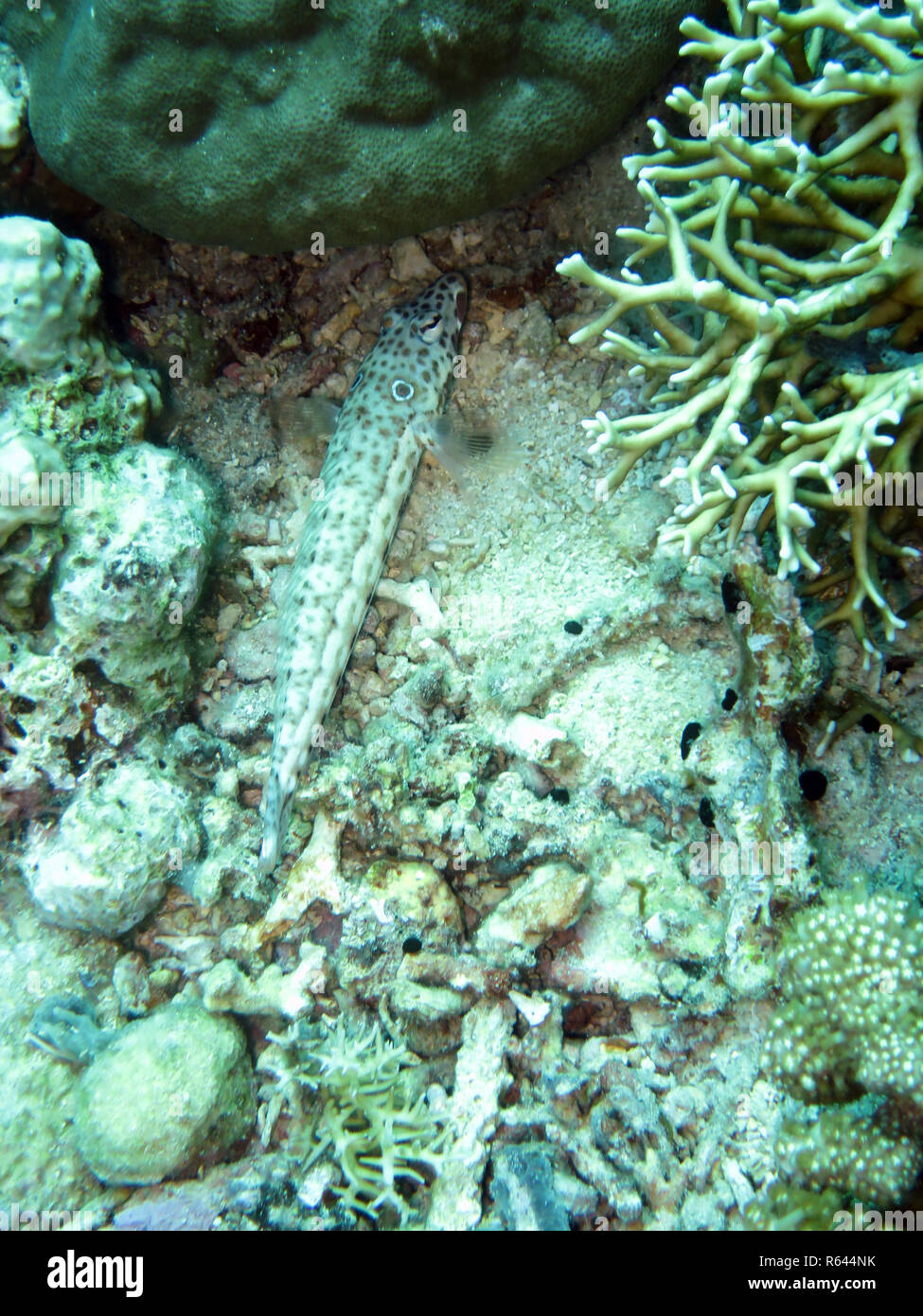Ear-spotted sabbia bass (parapercis clathrata) Foto Stock
