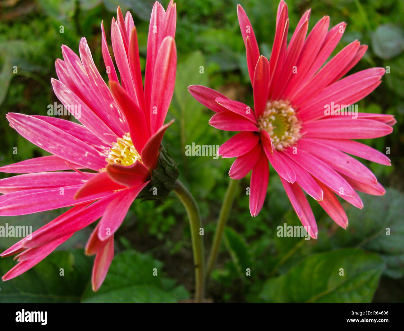 Gerbera daisy fiori crescono in mazzi. Questo paio di pink gerbera margherite assomigliano ad un giovane che'se appena combattuto gli uni con gli altri Foto Stock