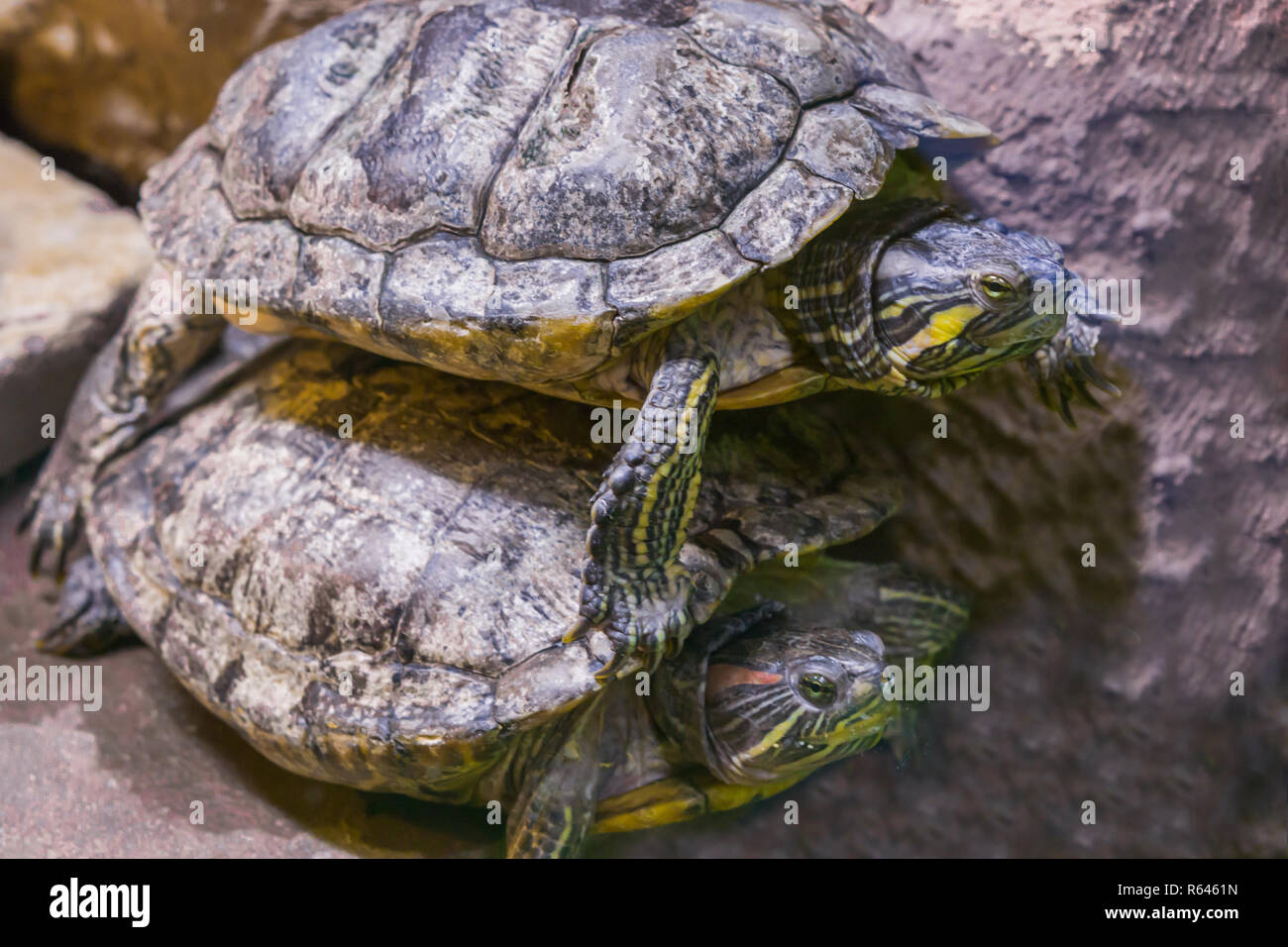 Due tartarughe in chiudere uno giacente sulla sommità dell'altro divertente il comportamento di animali Foto Stock