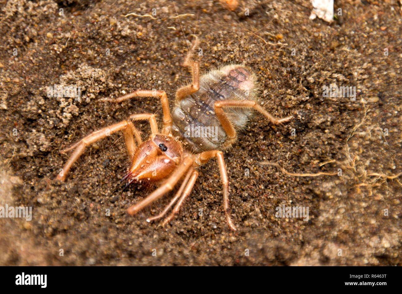 Il Solifugo, o Romani Spider è un predatore attivo di notte e anche se assomiglia ad un ragno che non ha né veleno né la seta Foto Stock