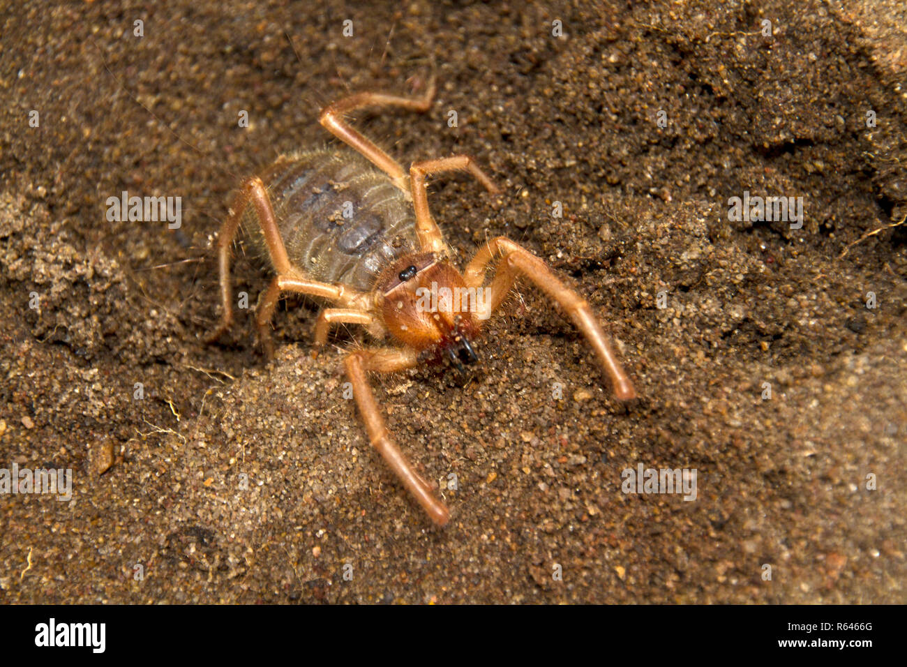 Il Soligure, o Romani Spider è un predatore attivo di notte e anche se assomiglia ad un ragno che non ha né veleno né la seta Foto Stock