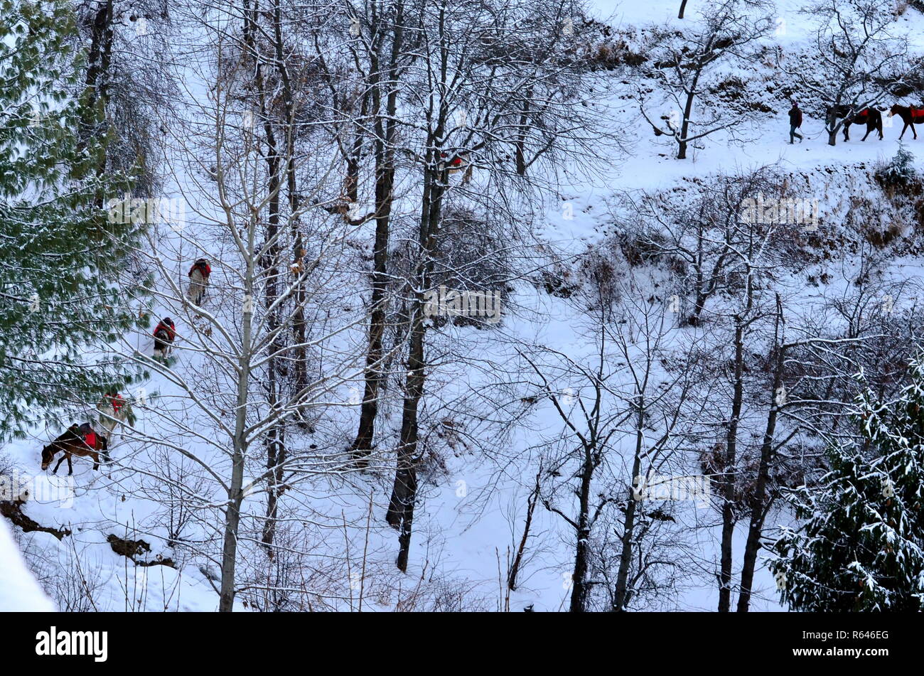 Alberi coperti di neve dopo una recente nevicata in inverni Kufri, Shimla, Himachal Pradesh. Foto Stock