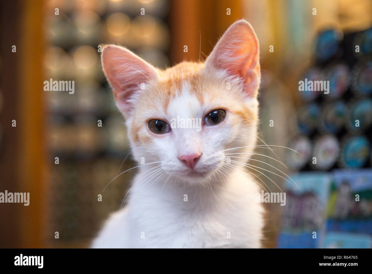Cute cat Foto Stock