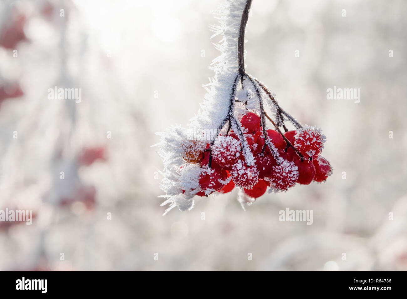 Red mature viburnum bacche su una boccola ricoperta di brina trasformata per forte gradiente in una fredda mattina di dicembre in inverno, Germania Foto Stock