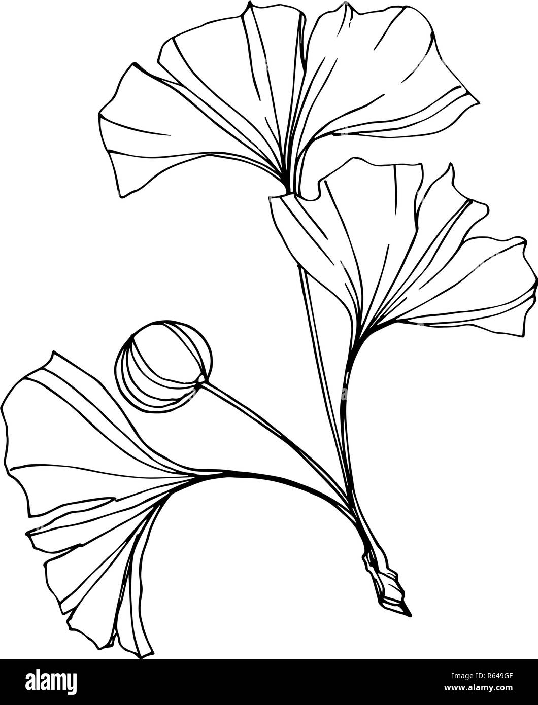 Vettore. Incisa in bianco e nero foglia di ginkgo. Impianto del giardino botanico. Isolate il ginkgo illustrazione elemento. Illustrazione Vettoriale
