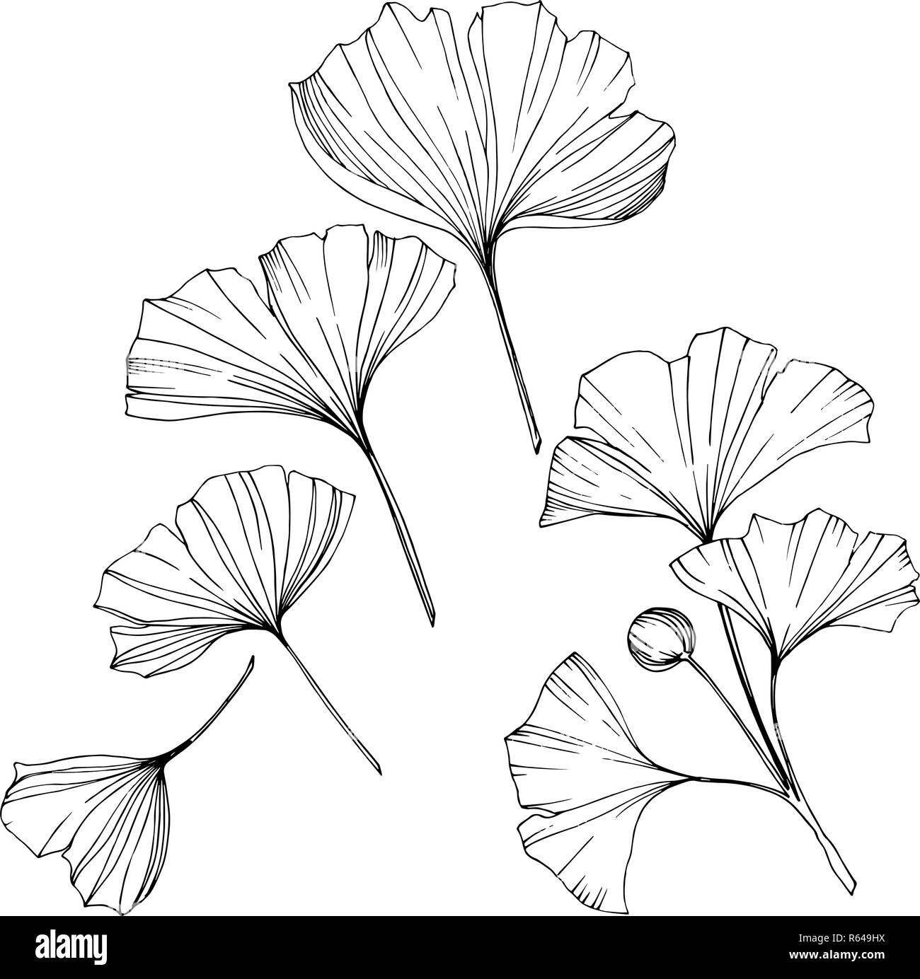 Vettore. Incisa in bianco e nero foglia di ginkgo. Impianto del giardino botanico. Isolate il ginkgo illustrazione elemento. Illustrazione Vettoriale