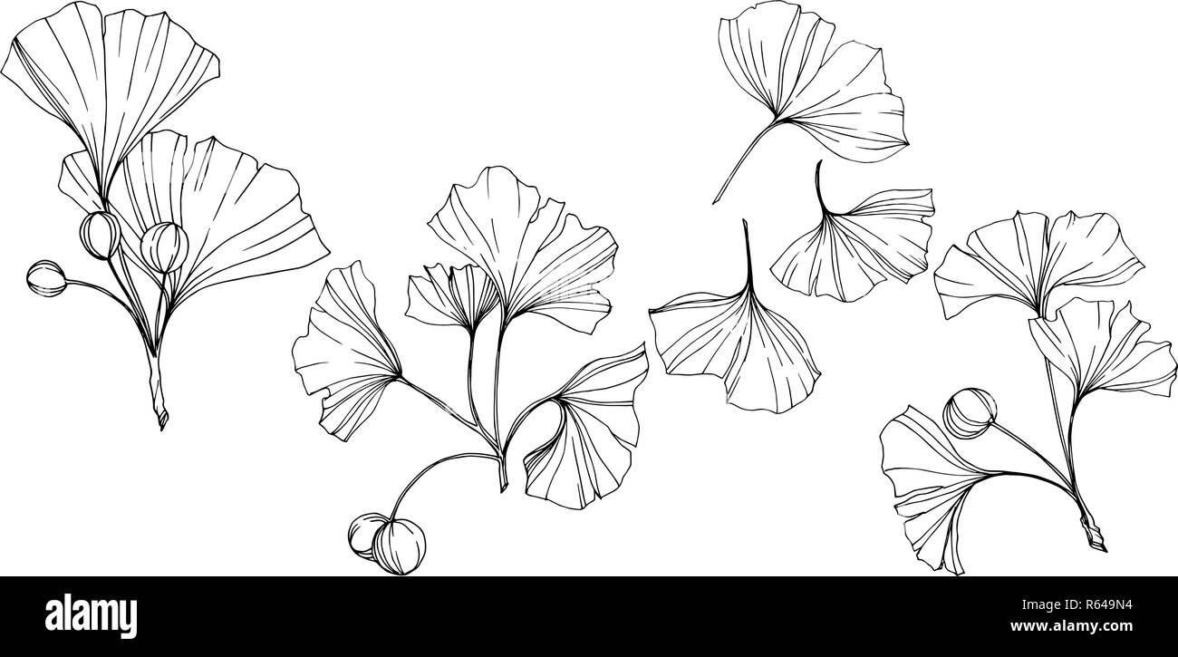 Vettore. Incisa in bianco e nero foglia di ginkgo. Impianto del giardino botanico. Isolate il ginkgo illustrazione elemento. Illustrazione Vettoriale